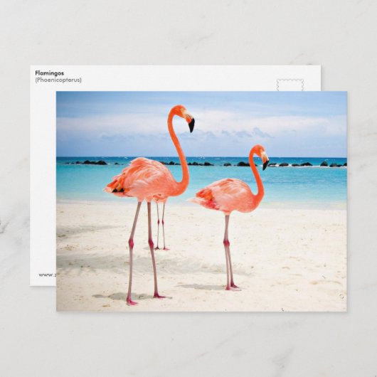 Flamingos am Strand Postkarte (Vorne/Hinten)