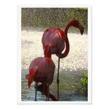 Flamingos am Wasser von Linda Becker