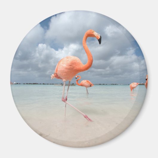 Flamingos Beach Aruba Magnet (Vorne)