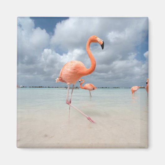 Flamingos Beach Aruba Magnet (Vorne)