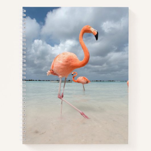 Flamingos Beach Aruba Notizblock (Vorderseite)