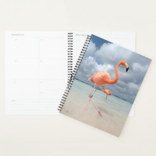 Flamingos Beach Aruba Planer