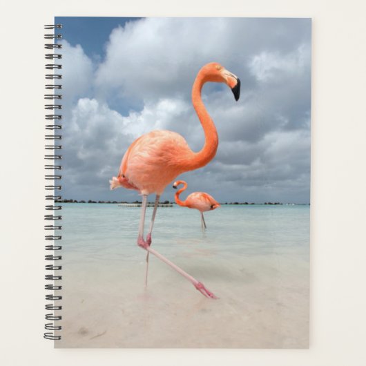 Flamingos Beach Aruba Planer (Vorderseite)
