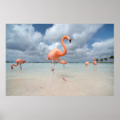 Flamingos Beach Aruba Poster (Vorne)