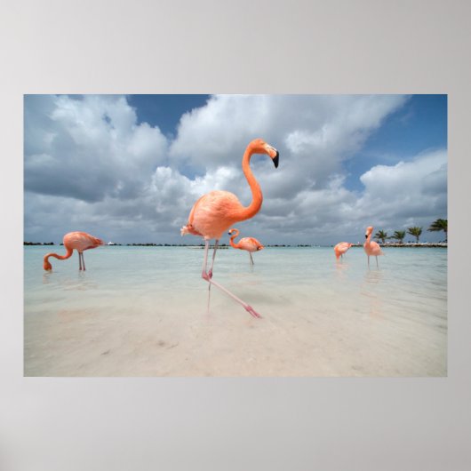 Flamingos Beach Aruba Poster (Vorne)