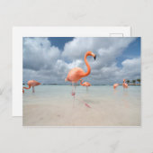 Flamingos Beach Aruba Postkarte (Vorne/Hinten)