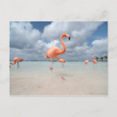 Flamingos Beach Aruba Postkarte (Vorderseite)