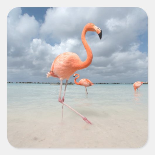 Flamingos Beach Aruba Quadratischer Aufkleber (Vorderseite)