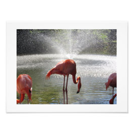 Flamingos bei Fountain Foto Print von Linda Becker