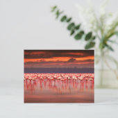 Flamingos bei Sonnenuntergang Postkarte (Stehend Vorderseite)