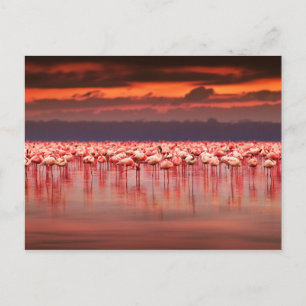 Flamingos bei Sonnenuntergang Postkarte