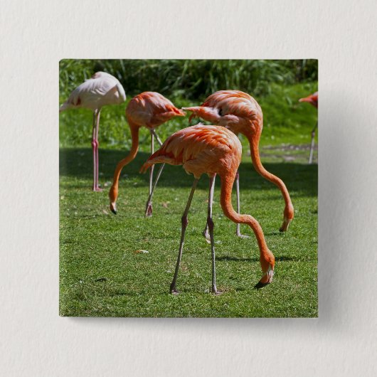 Flamingos Button (Vorderseite)