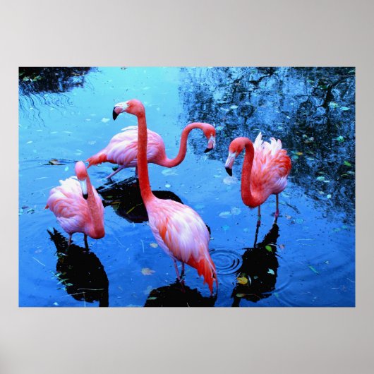 Flamingos Dancing Poster (Vorne)