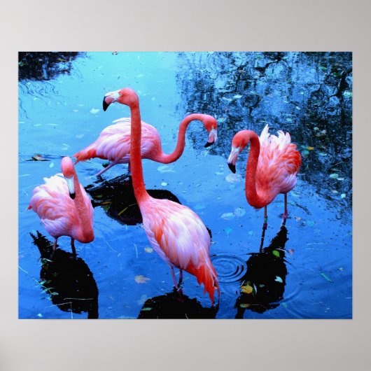 Flamingos Dancing Poster (Vorne)