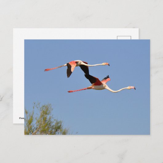 Flamingos Feiertagspostkarte (Vorne/Hinten)