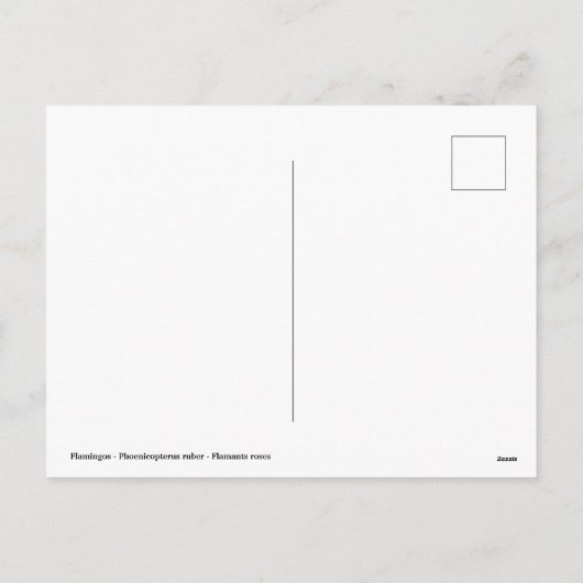 Flamingos Feiertagspostkarte (Rückseite)