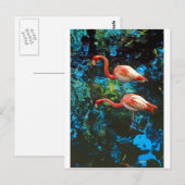 Flamingos FL Postkarte (Vorne/Hinten)