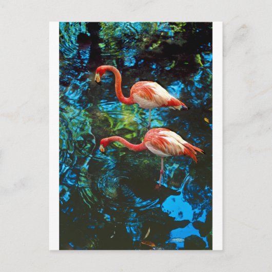 Flamingos FL Postkarte (Vorderseite)