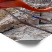 Flamingos Flamingoes Pink Wading Birds Poster (Ecke)