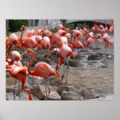 Flamingos Flamingoes Pink Wading Birds Poster (Vorne)
