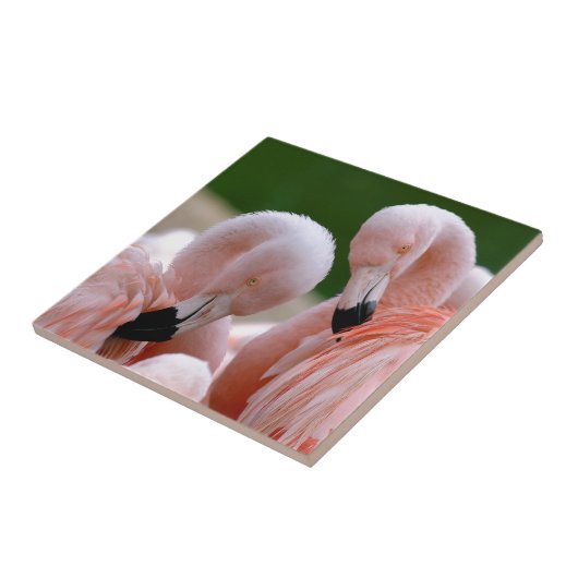 Flamingos Fliese (Seite)