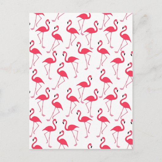 Flamingos Flimingos Postkarte (Vorderseite)