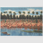 Flamingos-Flock im Hialeah Park Miami Fl Seidenpapier (Vorderseite)