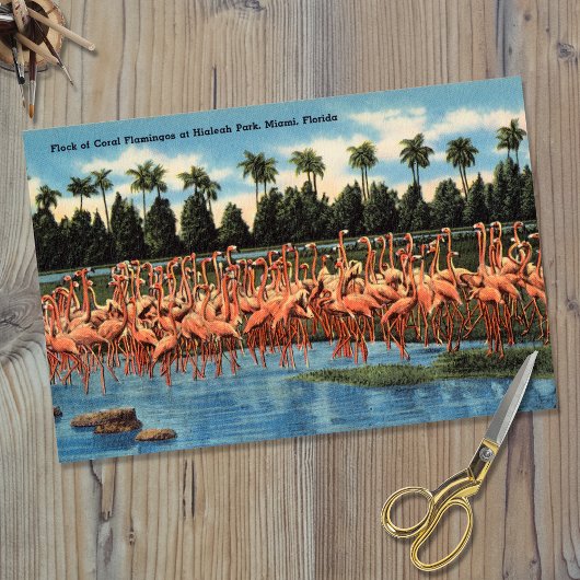 Flamingos-Flock im Hialeah Park Miami Fl Seidenpapier