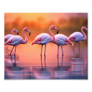 Flamingos Foto Print