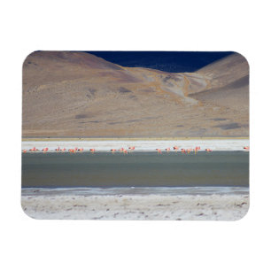Flamingos im Salar del Huasco, Chile Magnet