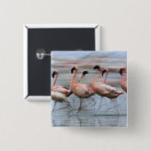 Flamingos in Bewegung, Phoenicopterus Button (Vorne & Hinten)
