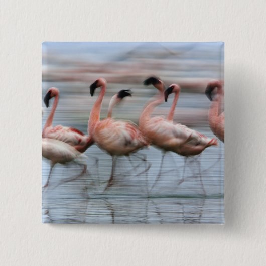 Flamingos in Bewegung, Phoenicopterus Button (Vorderseite)