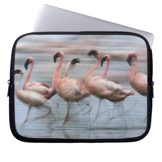 Flamingos in Bewegung, Phoenicopterus Laptopschutzhülle (Vorderseite)