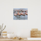 Flamingos in Bewegung, Phoenicopterus Poster (Küche)