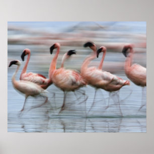 Flamingos in Bewegung, Phoenicopterus Poster