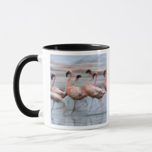Flamingos in Bewegung, Phoenicopterus Tasse (Links)