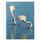 Flamingos in Camargue in Frankreich Notizblock (Vorderseite)