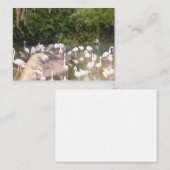 Flamingos in der Freizeit Begleitkarte (Vorne/Hinten)