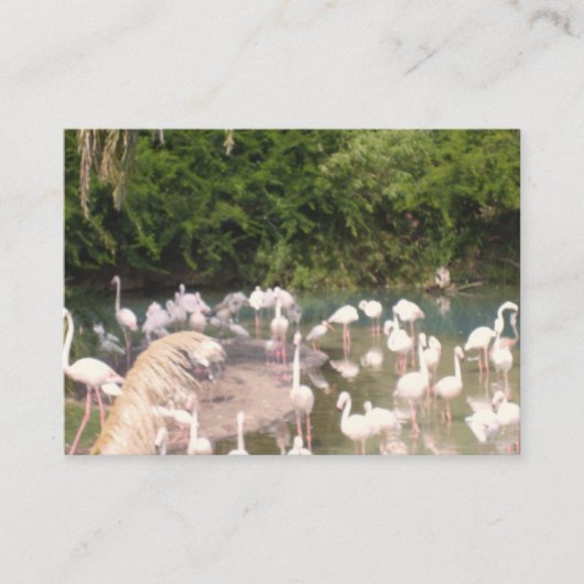 Flamingos in der Freizeit Begleitkarte (Vorderseite)