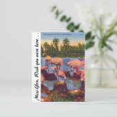 Flamingos in Florida Postkarte (Stehend Vorderseite)