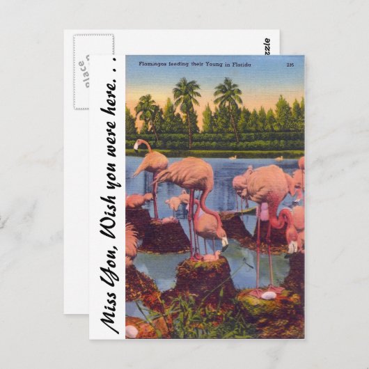 Flamingos in Florida Postkarte (Vorne/Hinten)