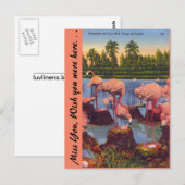 Flamingos in Florida Postkarte (Vorne/Hinten)