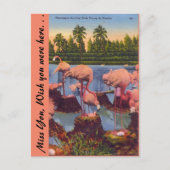 Flamingos in Florida Postkarte (Vorderseite)