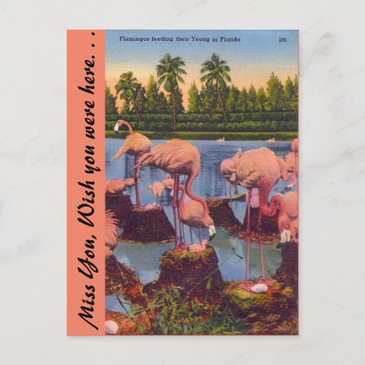 Flamingos in Florida Postkarte (Vorderseite)