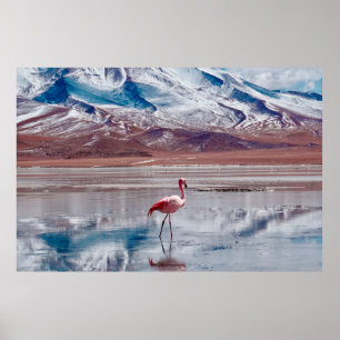Flamingos in Lagoon in Salt Flats, Bolivien. Salar Poster