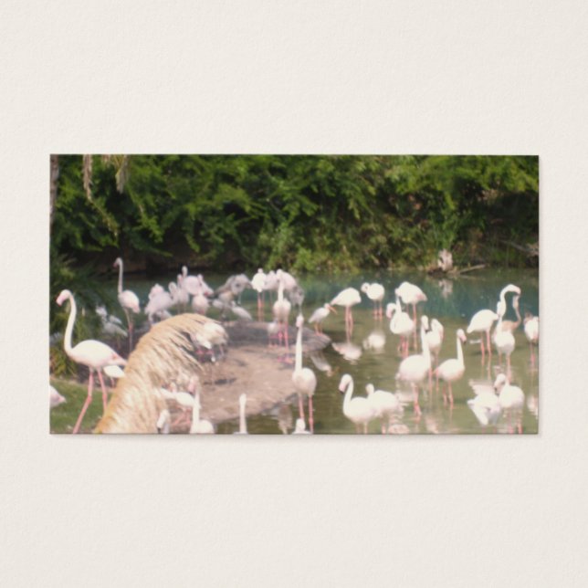 Flamingos in Leisure (Vorderseite)