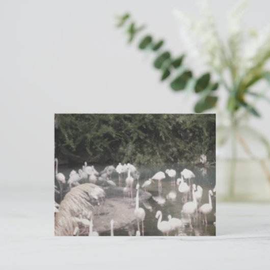 Flamingos in Leisure Postkarte (Stehend Vorderseite)