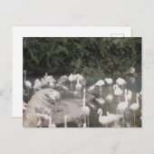 Flamingos in Leisure Postkarte (Vorne/Hinten)