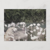 Flamingos in Leisure Postkarte (Vorderseite)