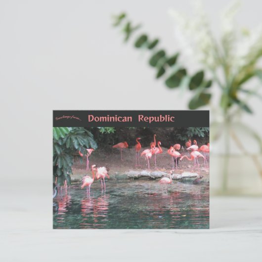 Flamingos in Santo Domingo Dominikanische Republik Postkarte (Stehend Vorderseite)